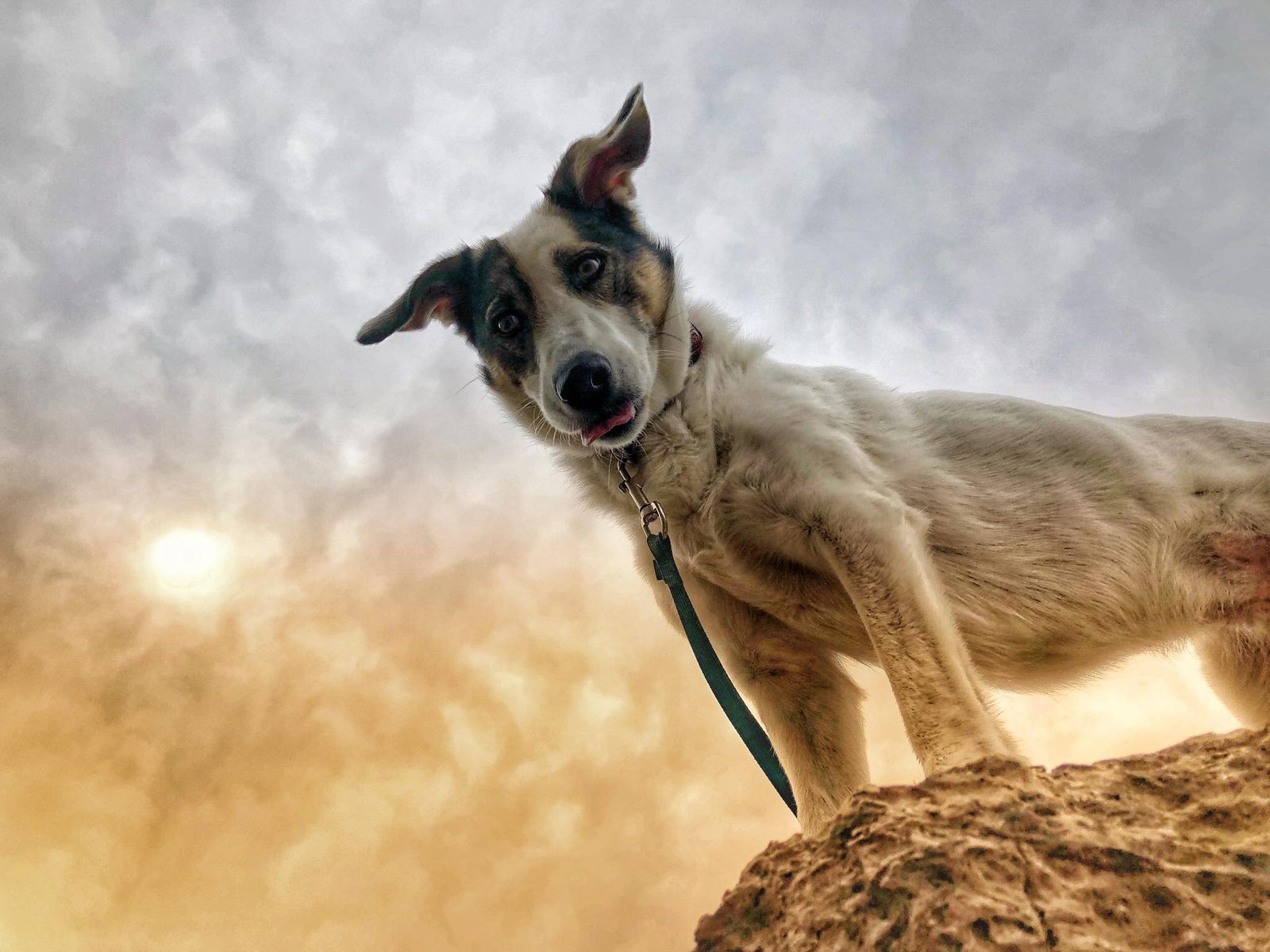 Hund blickt direkt in die Kamera